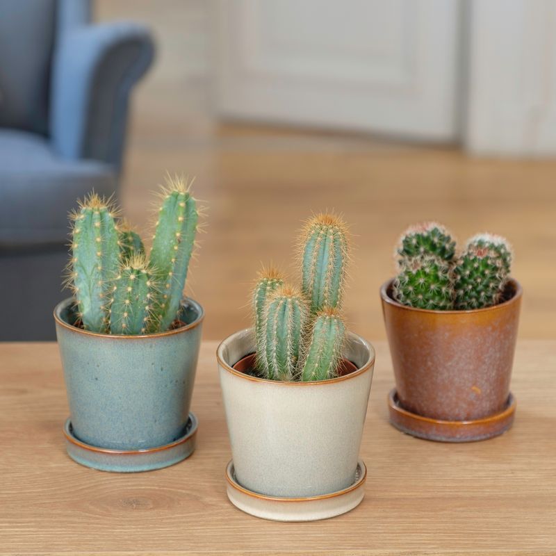 Trio de Cactus et leurs cache-pots - Livraison par Chronopost - L'atelier Interflora - Interflora