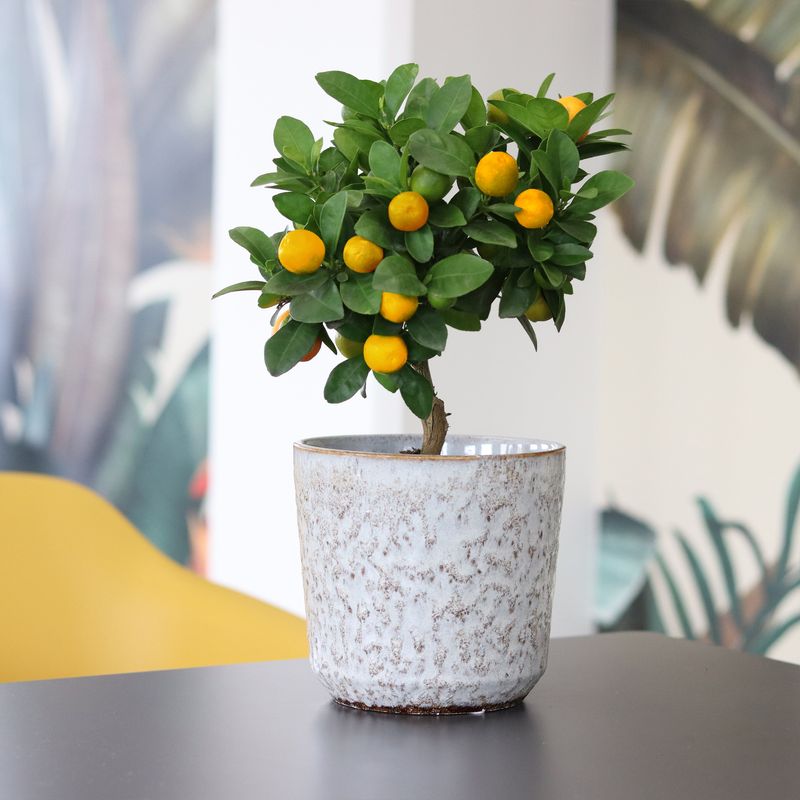 Calamondin + cache pot - Collection plantes - Livraison par Chronopost - L'atelier Interflora
