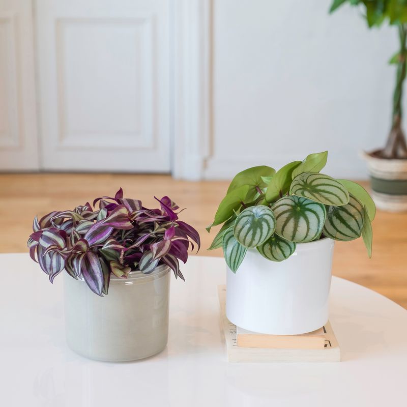 Duo de plantes vertes/violettes - Interflora - Livraison plantes vertes d'intérieur