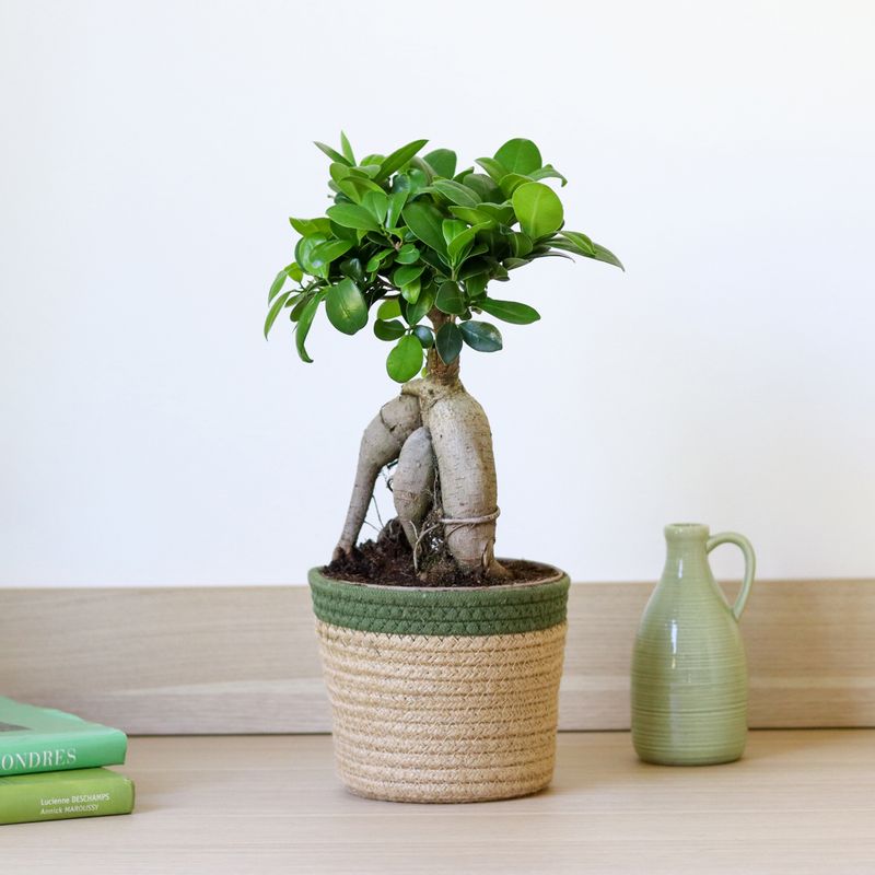 Ficus Ginseng - Interflora - Livraison plantes vertes d'intérieur