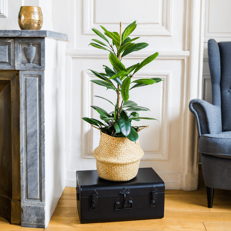 Ficus Cyathistipula - Livraison par Chronopost - L'atelier Interflora - Interflora