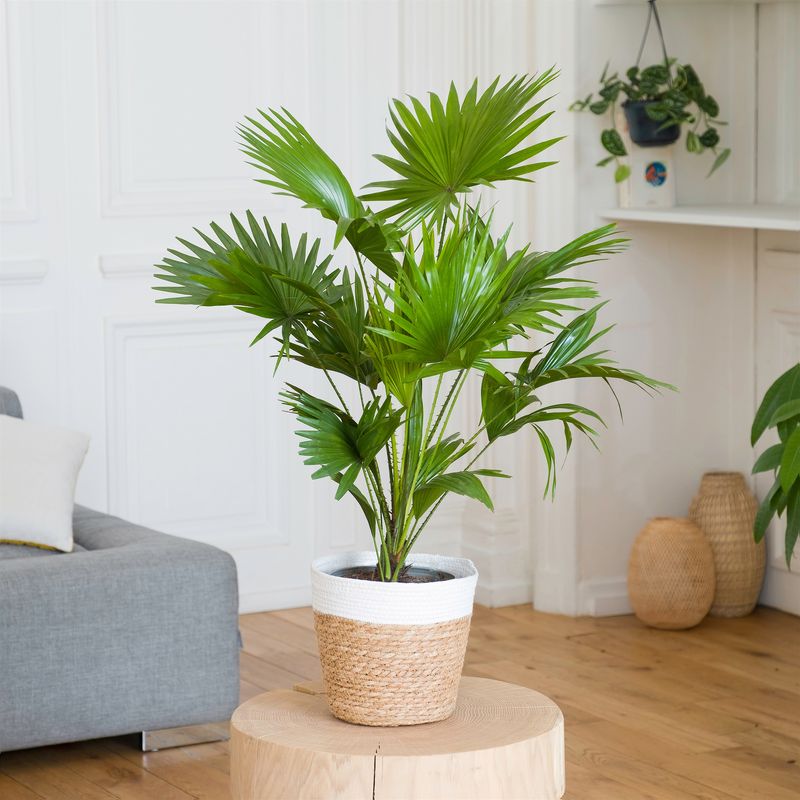 Palmier Livistona - Interflora - Livraison plantes vertes d'intérieur