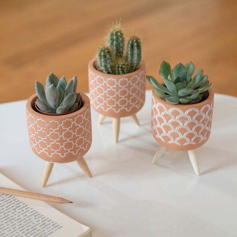 Trio de mini cactus et succulentes et leurs cache-pots - Livraison Interflora