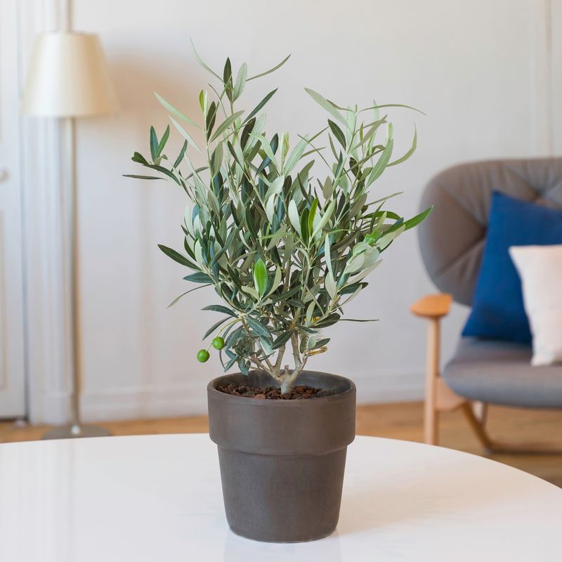 Olivier avec cache pot terre - Interflora - Livraison plantes vertes d'extérieur