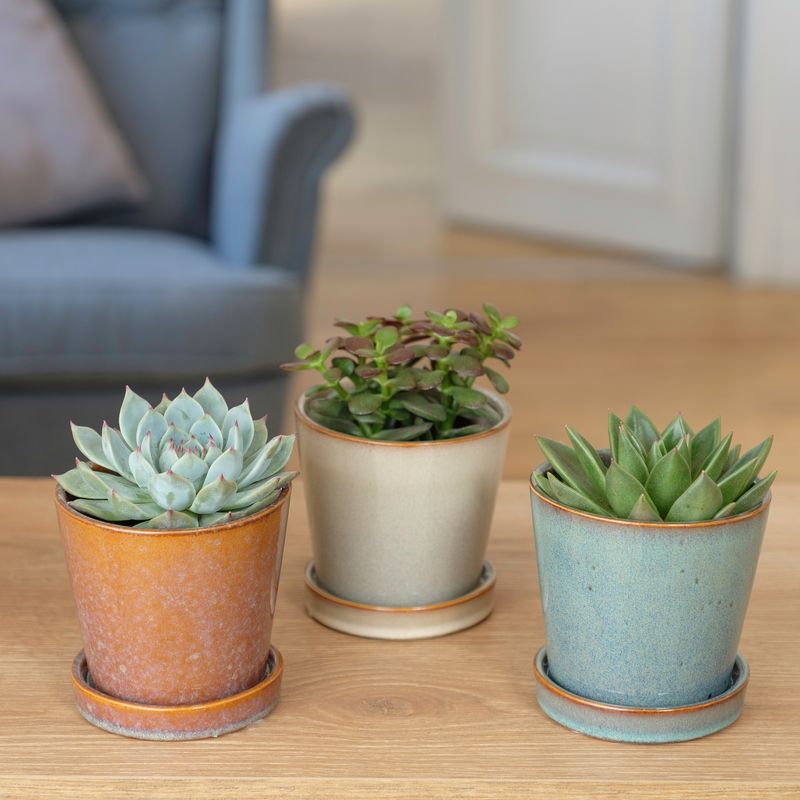 Trio de Succulentes et leurs cache-pots - Livraison Gratuite - Interflora