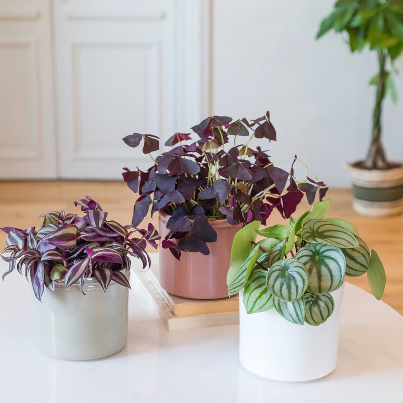 Trio de plantes vertes/violettes - Interflora - Livraison plantes vertes d'intérieur
