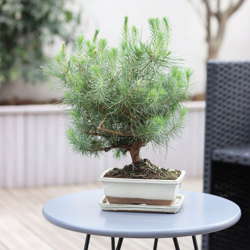 Bonsaï Pinus - Livraison Plantes Extérieures en 24H - Interflora