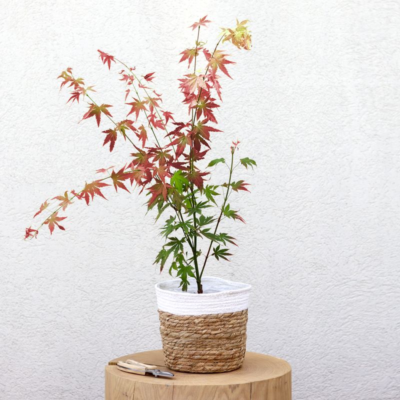 Erable du Japon et son cache-pot - Livraison par Chronopost - L'atelier Interflora - Interflora